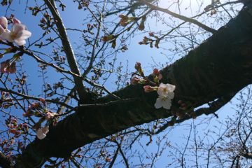 春がきた🌸